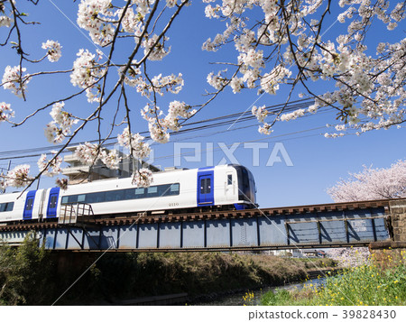 Gojogawa Cherry blossoms and Mu Sky Meitetsu Inuyama Line Oyamaji Temple-Nagoya University of Arts-Tokushima Gojogawa Cherry blossoms and Mu Sky Meitetsu Inuyama Line Oyamaji Temple-Nagoya University of Arts-Tokushima 39828430