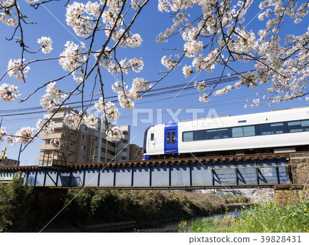 Gojogawa Cherry blossoms and Mu Sky Meitetsu Inuyama Line Oyamaji Temple-Nagoya University of Arts-Tokushima Gojogawa Cherry blossoms and Mu Sky Meitetsu Inuyama Line Oyamaji Temple-Nagoya University of Arts-Tokushima 39828431