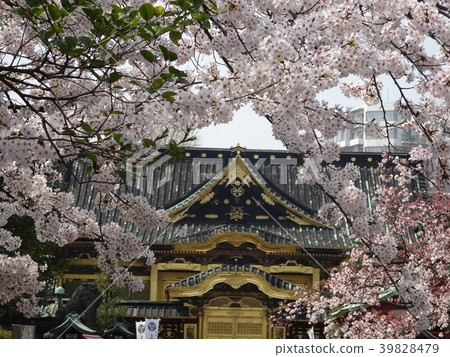 上野公園櫻花春天 上野公園櫻花春天 39828479