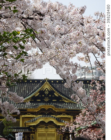 上野公園櫻花春天 39828480