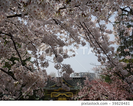 上野公園櫻花春天 39828481