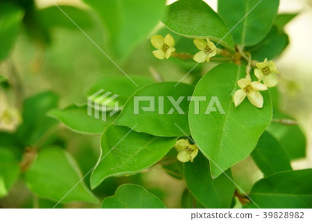 Flower flower 39828982