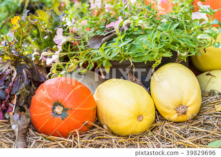 Bunch of pumpkins for sale 39829696