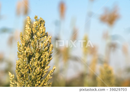 Close up Millet or Sorghum in field Close up Millet or Sorghum in field 39829703