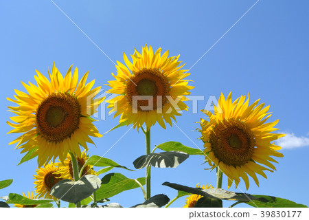 sunflower	 39830177