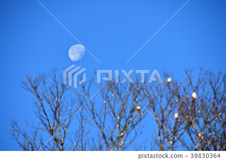 Morning Moon Morning Moon 39830364