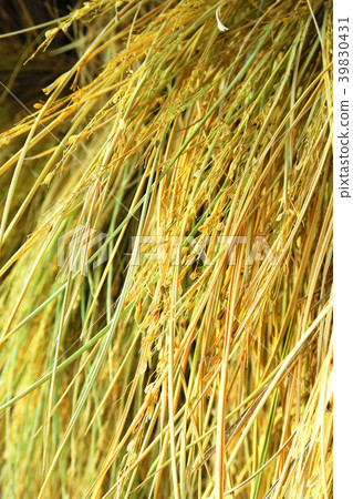 Close-up of dry rice field (field of rice-clad) 39830431