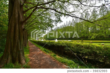 Metasequoia's tree-lined avenue 39832993