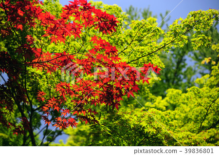 Iroha Momiji-1 Iroha Momiji-1 39836801