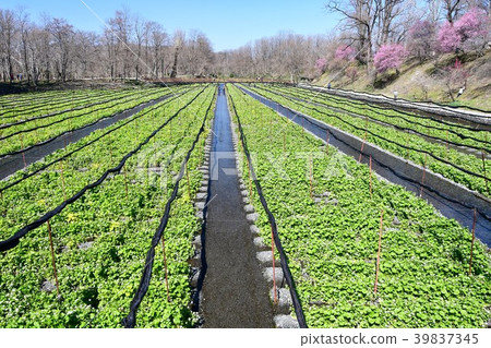 Azumino在早春 39837345