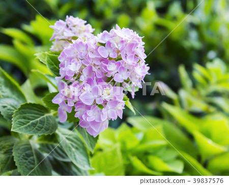 Pink hydrangea flowers in the garden Pink hydrangea flowers in the garden 39837576