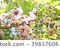 Akebi flower a 39837606