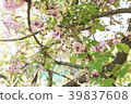 Akebi flower c 39837608