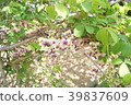 Akebi flower d 39837609