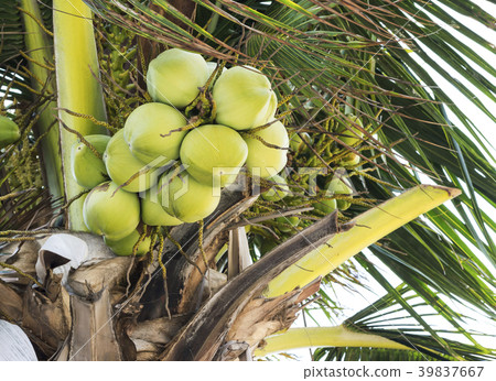 Coconut tree Coconut tree 39837667