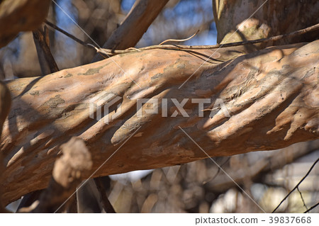 Salmonberry tree Salmonberry tree 39837668