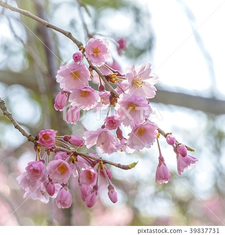 weeping cherry blossom flower weeping cherry blossom flower 39837731