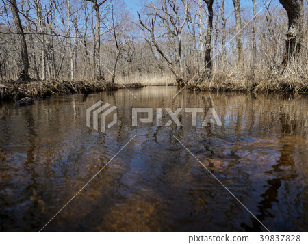 A stream flowing through the wetland (early spring, water fluctuation) 39837828