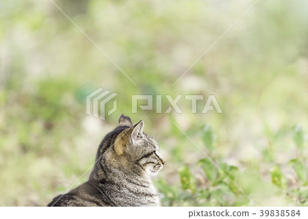 看 看 39838584