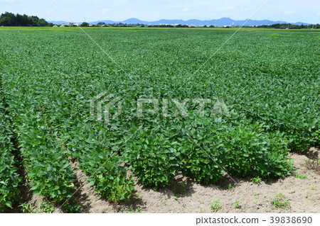 Soybean field potato bean 39838690