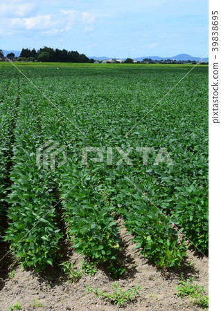 Soybean field potato bean 39838695