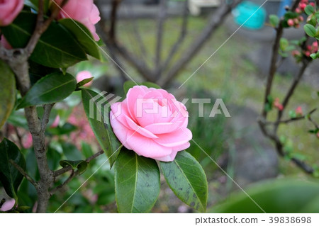 Yae camellia 39838698