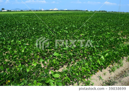 Soybean field potato bean 39838699