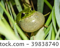 Ringing Japanese tree frog 39838740