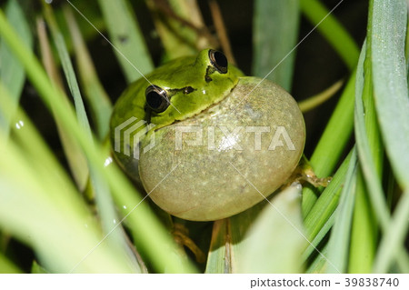 Ringing Japanese tree frog 39838740
