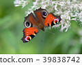 Peacock butterfly 39838742