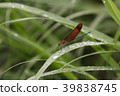 Miyamakawa dragonfly after the rain 39838745