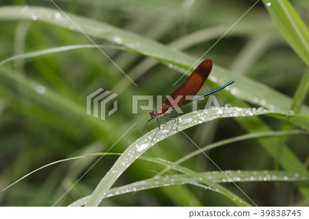 雨後的Miyamakawa蜻蜓 39838745