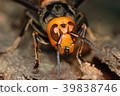 Hornet's face 39838746