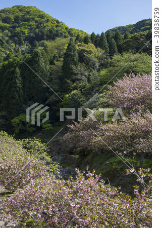 Button of Ichinoseji Temple cherry 39838759