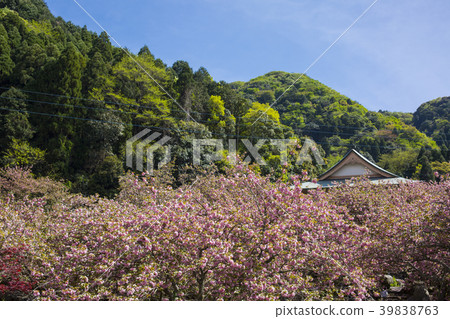 Button of Ichinoseji Temple cherry 39838763