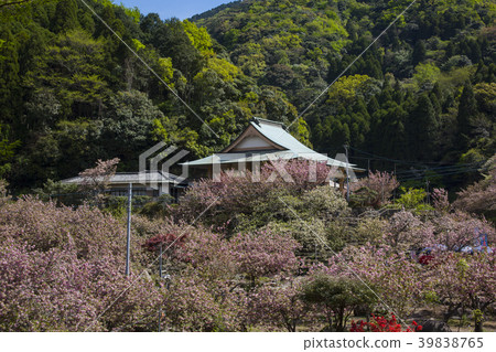 Button of Ichinoseji Temple cherry 39838765