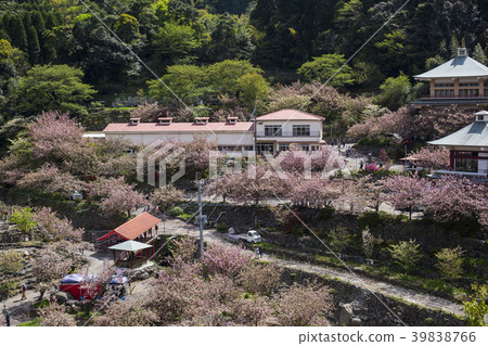 Ichinoseji寺櫻桃的按鈕 39838766