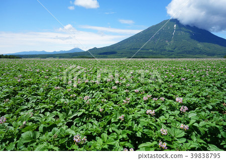 Summer Mt. Yotei and potato field 39838795