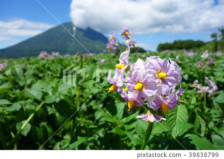 Summer Mt. Yotei and potato field Summer Mt. Yotei and potato field 39838799