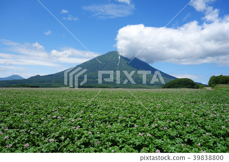 夏天Mt. Yotei和土豆領域 39838800