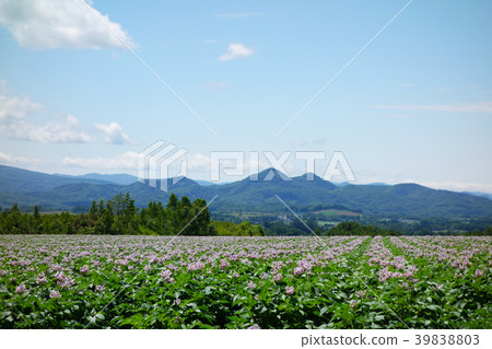 Hokkaido potato field 39838803