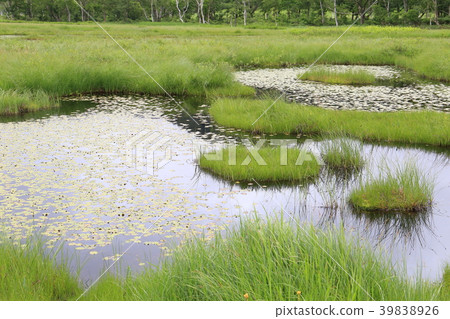 Ozegahara Ikejima在夏天 Ozegahara Ikejima在夏天 39838926