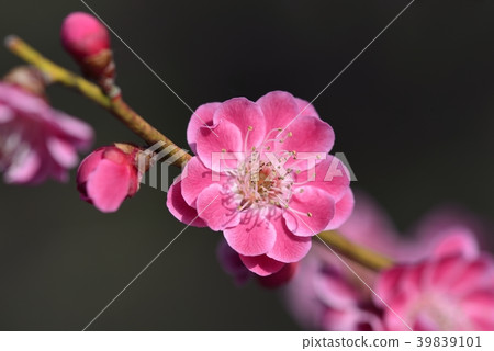 Plum blossoms (Mito paradise) Plum blossoms (Mito paradise) 39839101