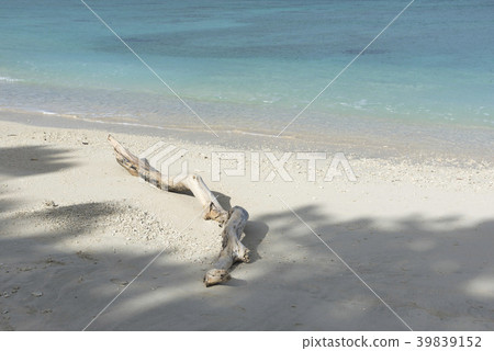Iriomote Island / boat float / Ida beach and driftwood 39839152