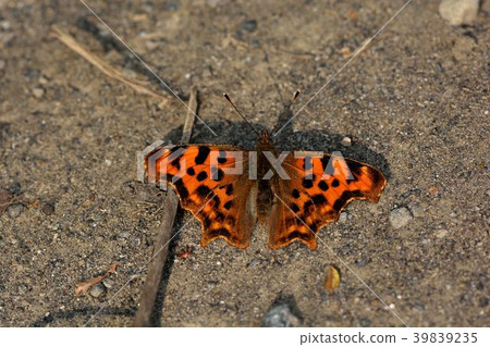 突尾鉤蛺蝶 (Polygonia c-album) 39839235