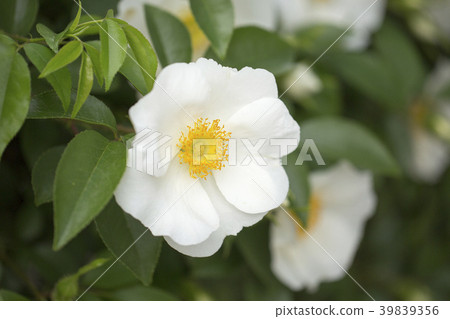 白山花 39839356