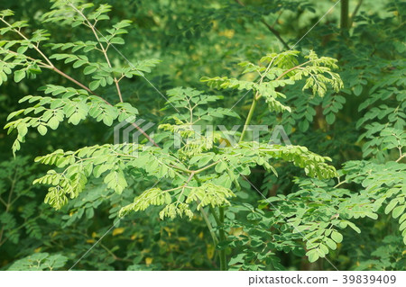 A lush moringa tree called a miracle tree 39839409