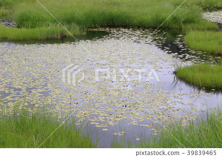 Ozegahara Ikejima在夏天 39839465