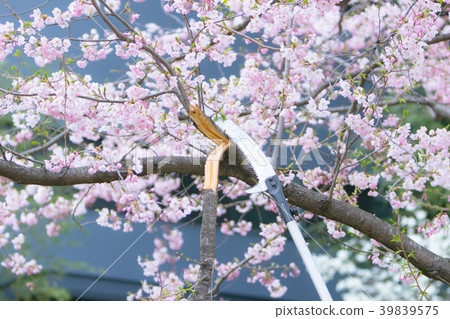 收穫櫻花branches_2012.04.03 39839575