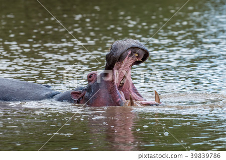 Hippo (Hippopotamus amphibius) in the river 39839786